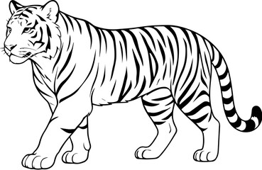 zebra isolated on white background