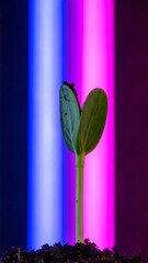 Vibrant Neon Lights Illuminate Small Green Sprout
