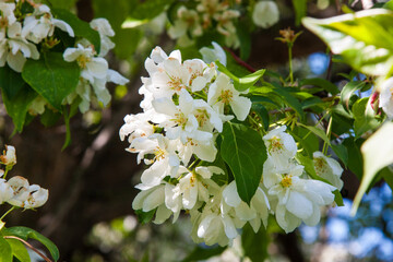 Apple flowers in spring blossom under soft sunlight- spring blooming floral background with apple tree in the spring garden against soft green background. Selective focus at the central buds