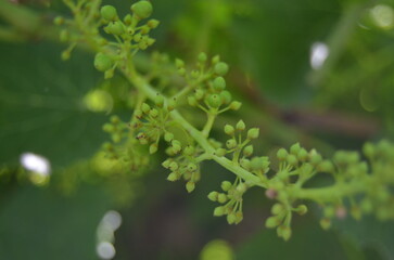 young grapes are growing