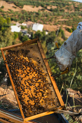 Beekeeper lifting honeycomb frame full of bees from beehive