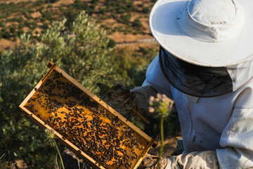 Beekeeper holding honeycomb frame with bees working in olive grove