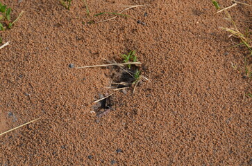 anthill in the ground