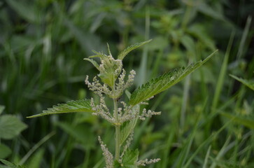 young nettle plants