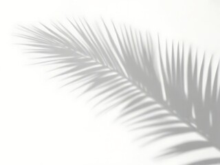 Fototapeta premium shadow overlay effects of realistic palm tree leaf shadow with light blur on transparent background,summer sunlight and shadow overlay effect,natural shadow of tropical plants