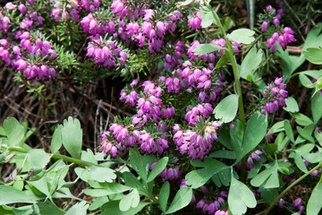 Small pink flowers. Pink bell heather, Erica cinerea, flowers in close up with a blurred background of leaves and flowers. Nature floral blooming background