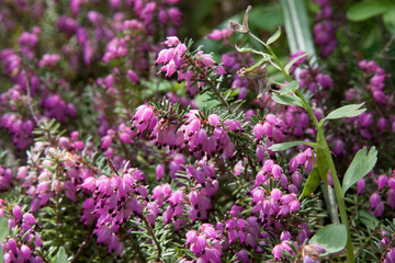 Small pink flowers. Pink bell heather, Erica cinerea, flowers in close up with a blurred background...
