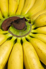 Bunch of mini baby bananas close-up