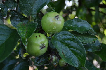 green apples on a tree