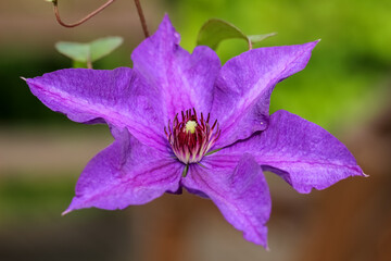 Purple flowering clematis. Clematis are perennials in the buttercup family (Ranunculaceae). There are nearly 400 species and many cultivars and hybrids. Stems are fragile. 
