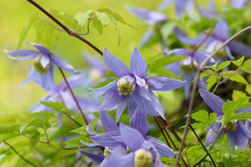 Light blue flowering clematis. Clematis are perennials in the buttercup family (Ranunculaceae). There are nearly 400 species and many cultivars and hybrids. Stems are fragile. 