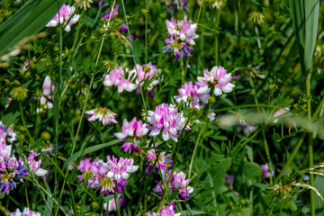 Crown Vetch Spring Flowers in the Garden