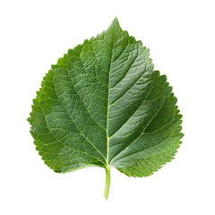 Close-up of a vibrant green leaf showcasing intricate veins and textures, representing nature's beauty.