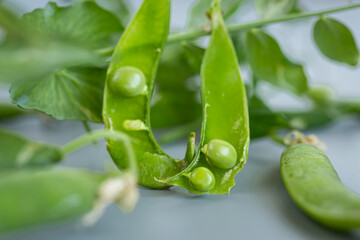 Green peas and tops on gray background