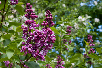 Pink flower. A sprig of lilac with a beautiful white border of petals. Full blossom lilac flowers...