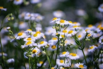 Close-up of small wildflowers resembling daisies in a natural meadow. Bright contrast, vivid details, and summery atmosphere. Rustic floral background with wild beauty.