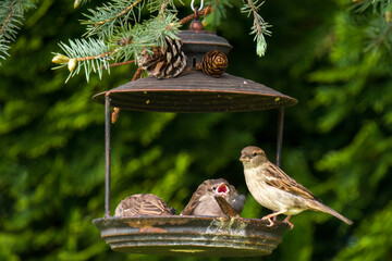 Naklejka premium young sparrow is waiting for feed