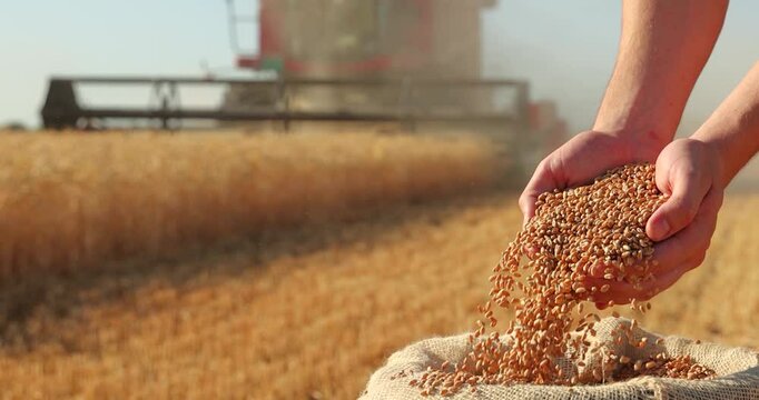 Wheat grains in the hands of a successful young farmer after a good harvest, with agricultural machinery - a combine harvester - working in the background. Slow motion, close up