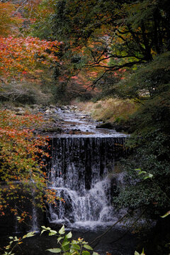 Autumn Maple Leaves by Stream Waterfall