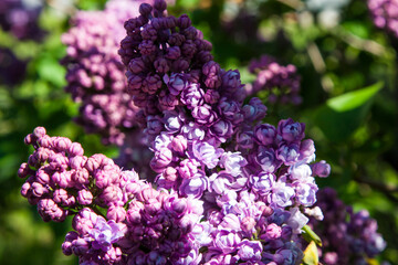 Large lilac bush in full bloom in spring. Bright violet flowers of spring lilac bush. Spring lilac flowers. Beautiful lilac twigs on a beautifully blurred natural background on a bright sunny day