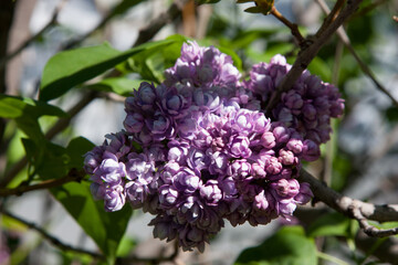Large lilac bush in full bloom in spring. Bright violet flowers of spring lilac bush. Spring lilac flowers. Beautiful lilac twigs on a beautifully blurred natural background on a bright sunny day