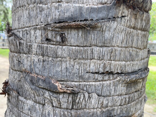 Coconut palm tree trunk closeup. The texture of the bark.