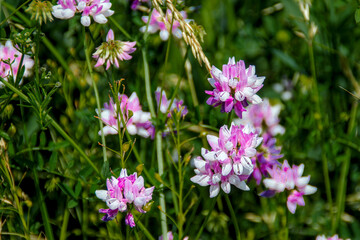 Pink Crown Vetch Flowers in the Meadow