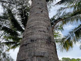 Palm tree trunk in the jungle. Close-up.