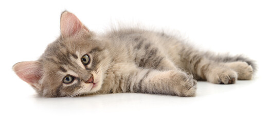 Kitten on white background.