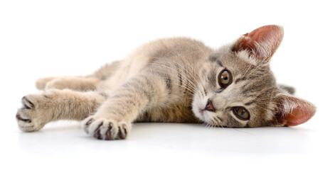 Kitten on white background.