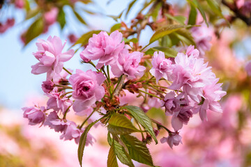 Fototapeta premium pink cherry blossom in spring. japanese culture in ukraine. shallow depth of field