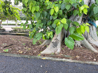 Bodhi tree in the park. (Ficus religiosa)