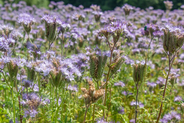 Obraz premium grass phacelia stipule honey plant close up