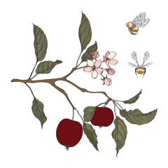Line simple colored apple branch. Blooming branch of sakura apple tree with bee.