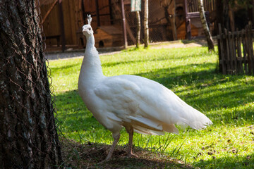 peacock white and wallpaper in the garden. A white female peacock on a sunny summer day surrounded by grass. A beautiful graceful bird