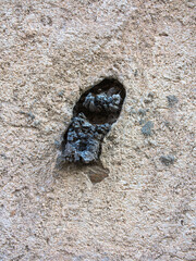 An old adobe wall covered in cement, where the old wooden beam of the internal structure can be seen. Ancient architecture.