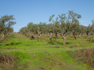 Field of young olive trees in western Spain, traditional organic farming. Olive oil.