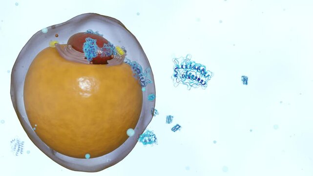 A 3d animation of scattered leptin molecules and adipocyte or fat cell, illustrating their role in metabolism and energy regulation.
