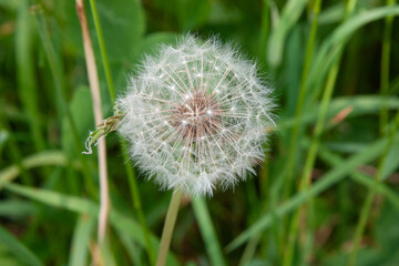 Green field with fluffy white dandelions in sunny day, close-up. Summer vibes. White dandelion flowers blowballs for background, post, screensaver, wallpaper, postcard, banner, cover, website