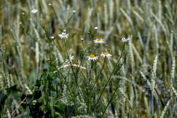 Wild Daisies and Herbs in the Field
