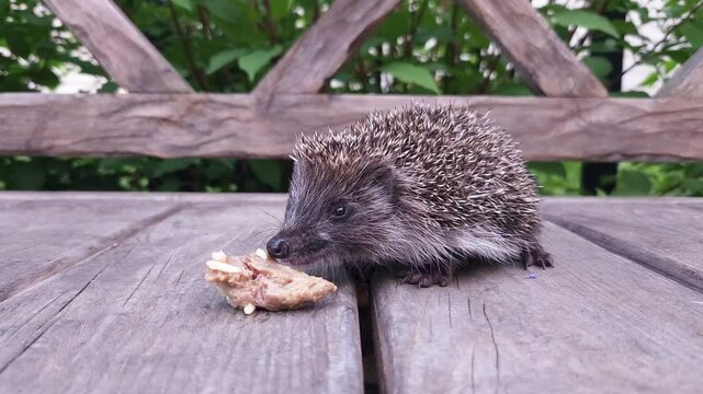 Cute little baby hedgehog eating meat on a bench in the garden