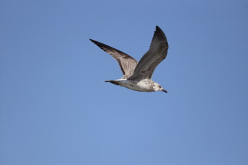 Silver Gull, bird, seagull, sky, flying, gull, flight, fly, blue, sea, nature, animal, freedom, wing, feather, wings, white, sea-gull, soaring, air, wildlife, beak, soar, birds, seabird, ocean