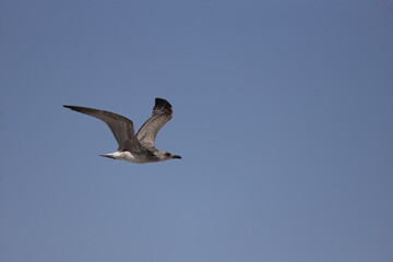 Silver Gull, bird, seagull, sky, flying, gull, flight, fly, blue, sea, nature, animal, freedom, wing, feather, wings, white, sea-gull, soaring, air, wildlife, beak, soar, birds, seabird, ocean