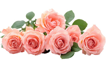 Exquisite Peach Roses Bouquet on Black Backdrop Floral Beauty Elegant Design Romantic Gift on transparent background