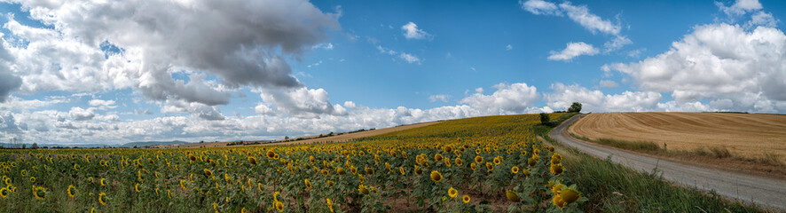 vue panoramique, champ de tournesols en Auvergne