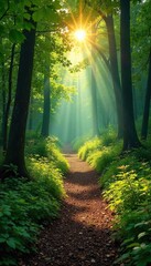 Obraz premium Sunlit Forest Path Winding Through Lush Greenery, Magical Atmosphere, Perfect for Nature Travel and Adventure