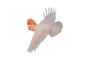 Beautiful flying Major Mitchell's Cockatoo isolated on transparent background png file	
