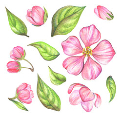 Set branches blossoming apple tree watercolor. Spring flowers. Natural flowering season of fruit plants. Hand drawn botanical illustration on white background.