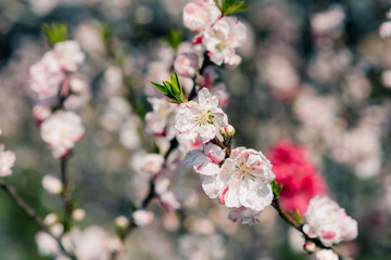 Nature in Springtime. Branch with beautiful white spring Prunus tomentosa Nanking Cherry