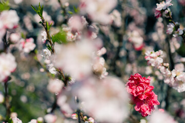 Nature in Springtime. Branch with beautiful white spring Prunus tomentosa Nanking Cherry